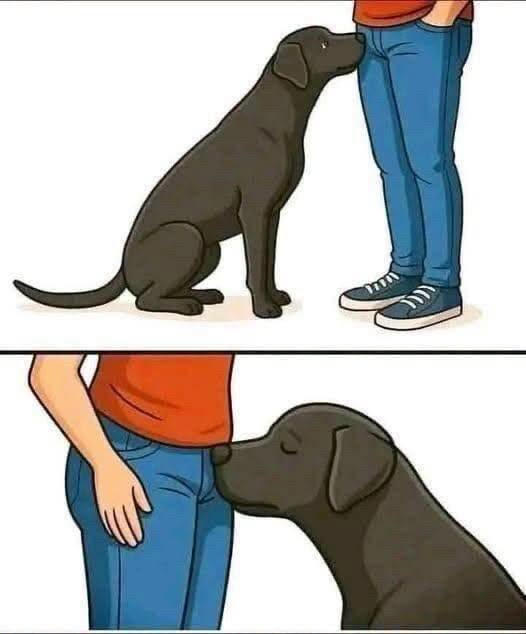 If your dog is sniffing your genital area, it means you have…