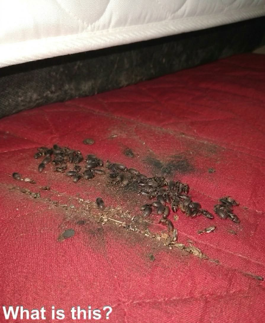 The Horrifying Discovery Hiding Just Inches Beneath My Mattress Will Make Your Skin Crawl!