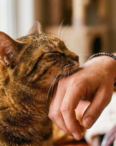 Did you know that a cat rubs against you when it notices you’ve… See more