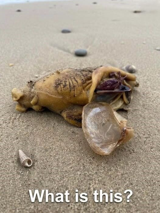 I was walking along the beach with my dog when we suddenly noticed this near the shore.