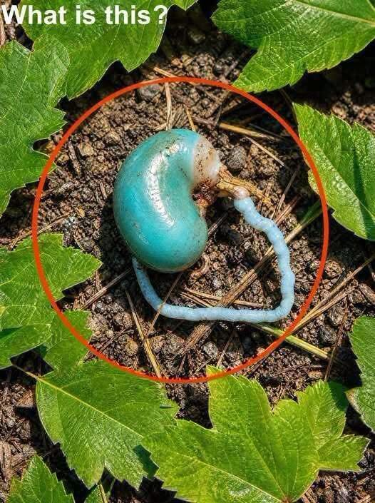 I Found a Strange Blue Object in the Woods — The Natural Explanation Was Fascinating