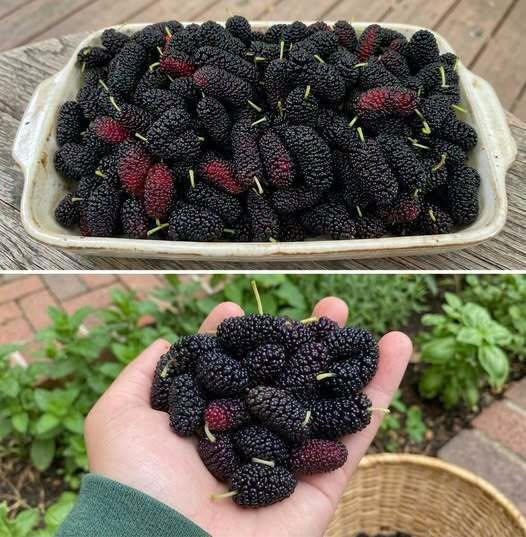 Most People Don’t Know This Fruit Exists — But It May Support Eye Health and Blood Pressure Naturally