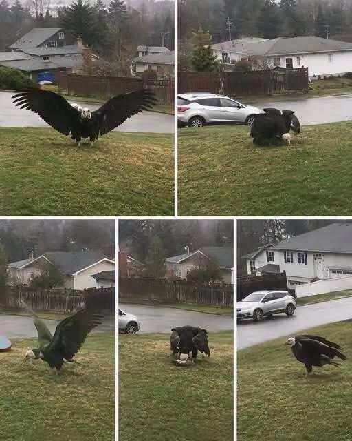Giant Eagle captured in Bro… see more..