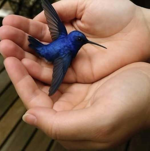 Did You Know That If a Hummingbird Comes to Your Home, It Means Something Special?