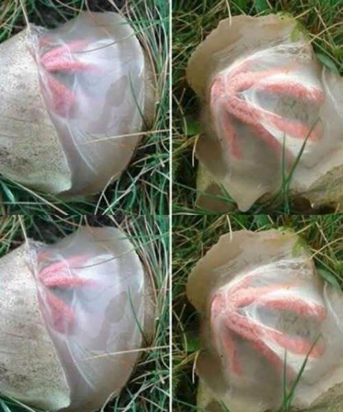 The Strange Discovery in My Garden That Taught Me an Unexpected Lesson