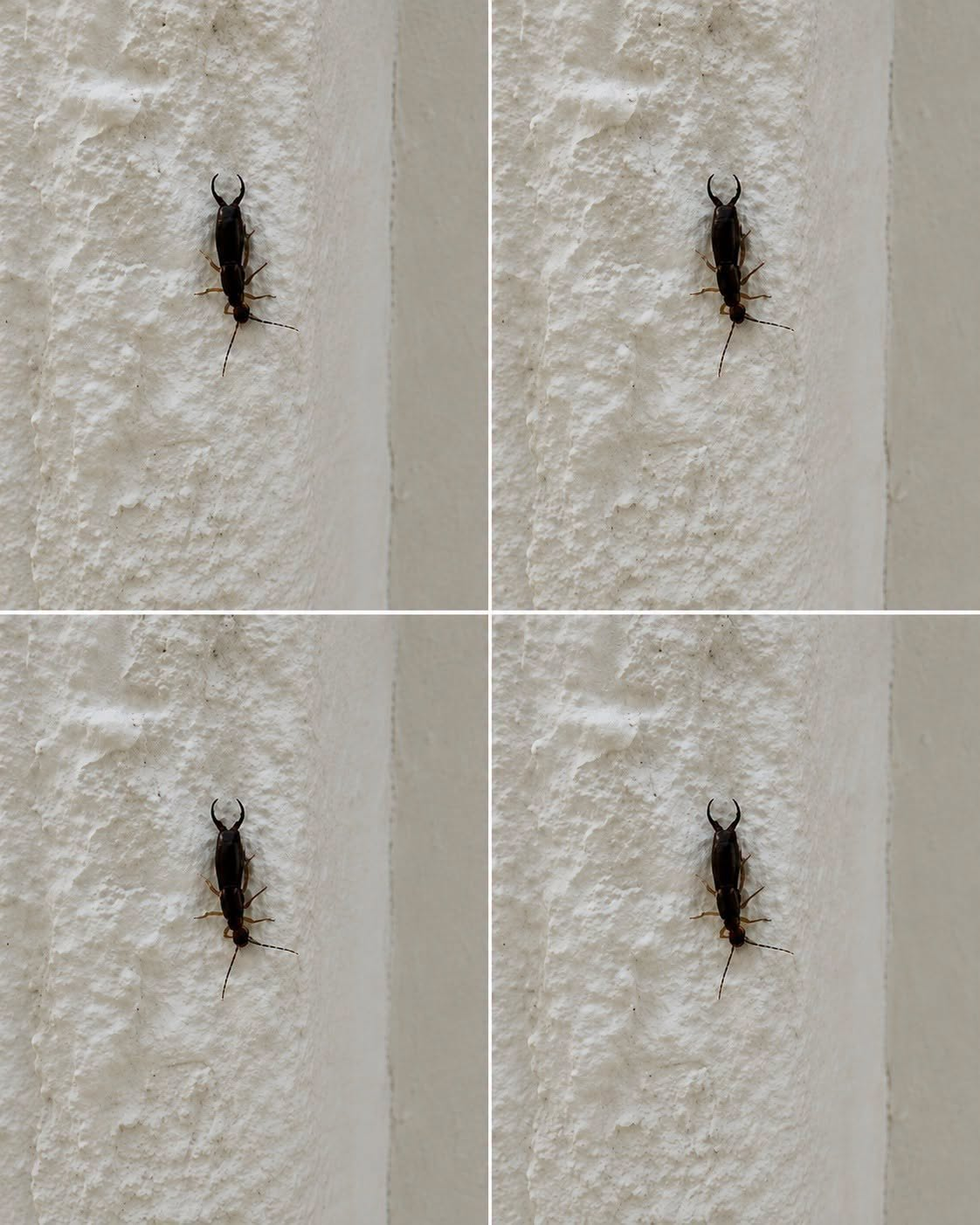 If you have found this insect in your home, it’s a sign that you need to…