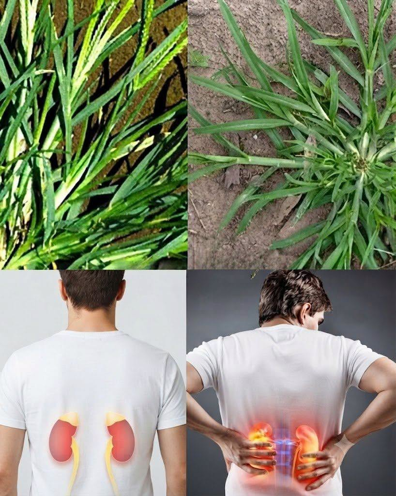 The Hidden Potential of Goosegrass: A Humble Plant with Remarkable Traditional Uses…
