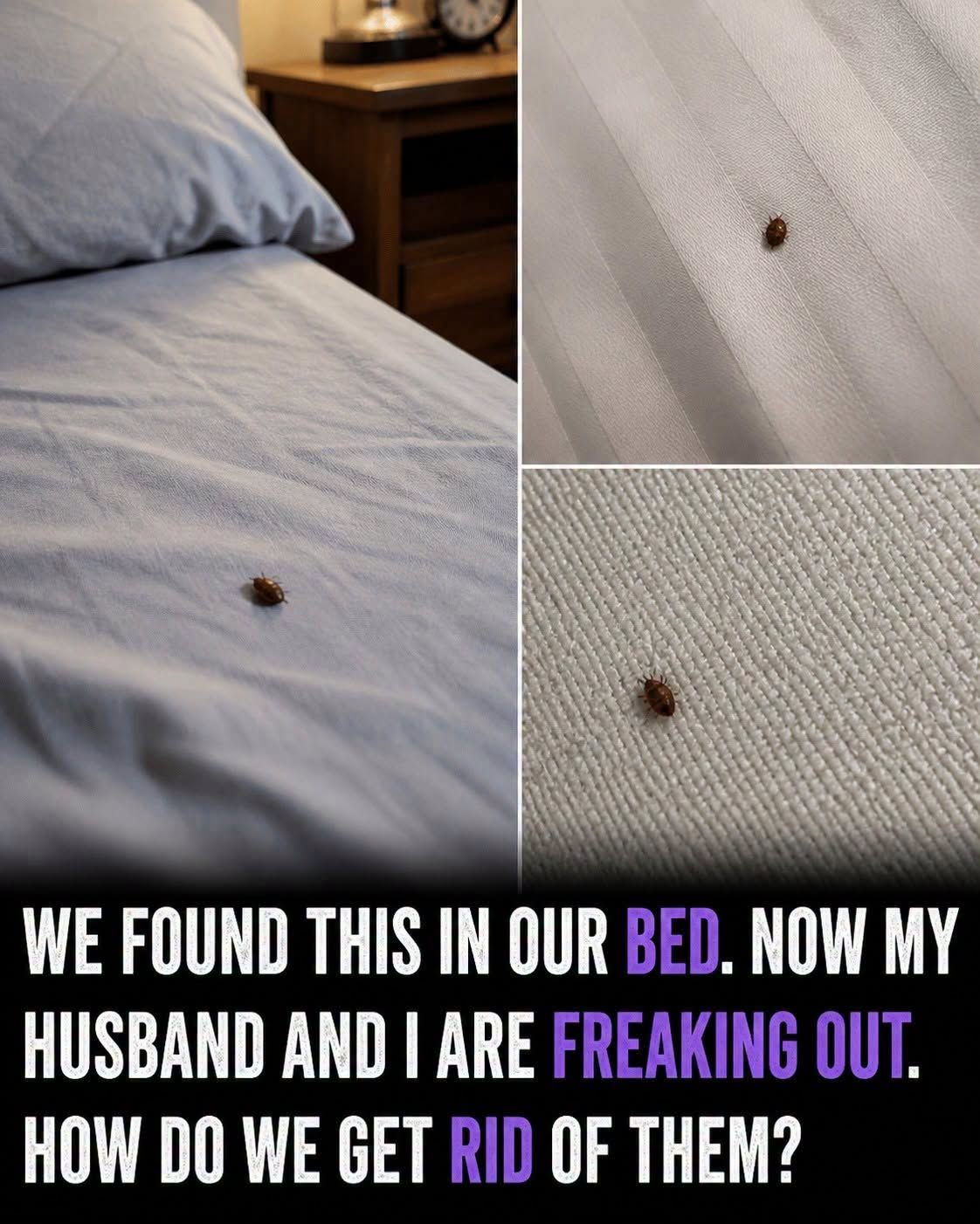 What to Do If You Find Ticks Inside Your Home and How to Prevent Them