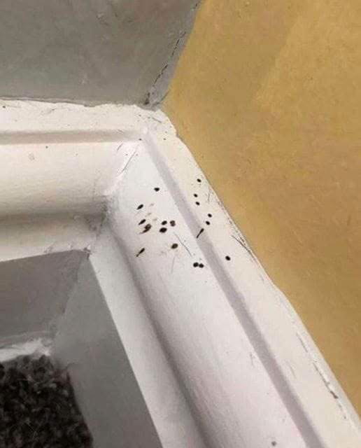 What Are These Strange Black Dots In Your Kitchen