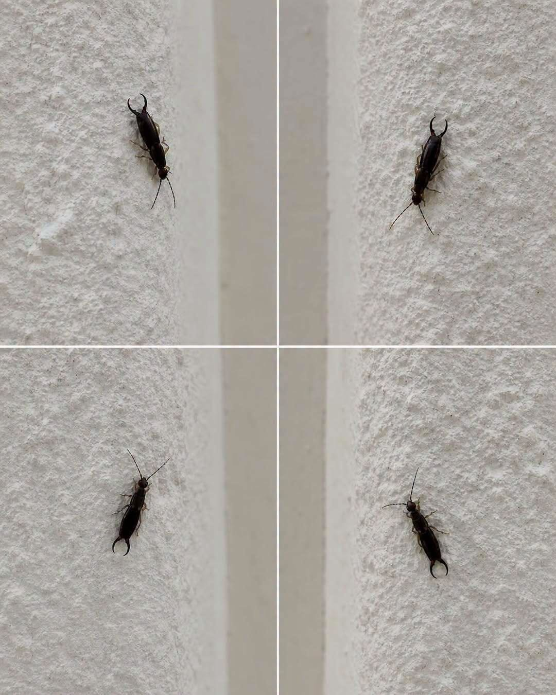If You Find This Insect in Your Home, Here’s What It Could Mean