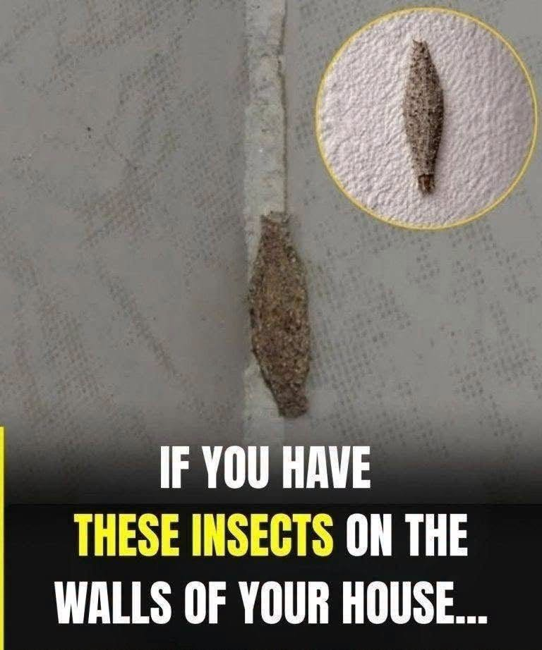 Where This Common Household Insect Often Hides — The Places You May Not Notice