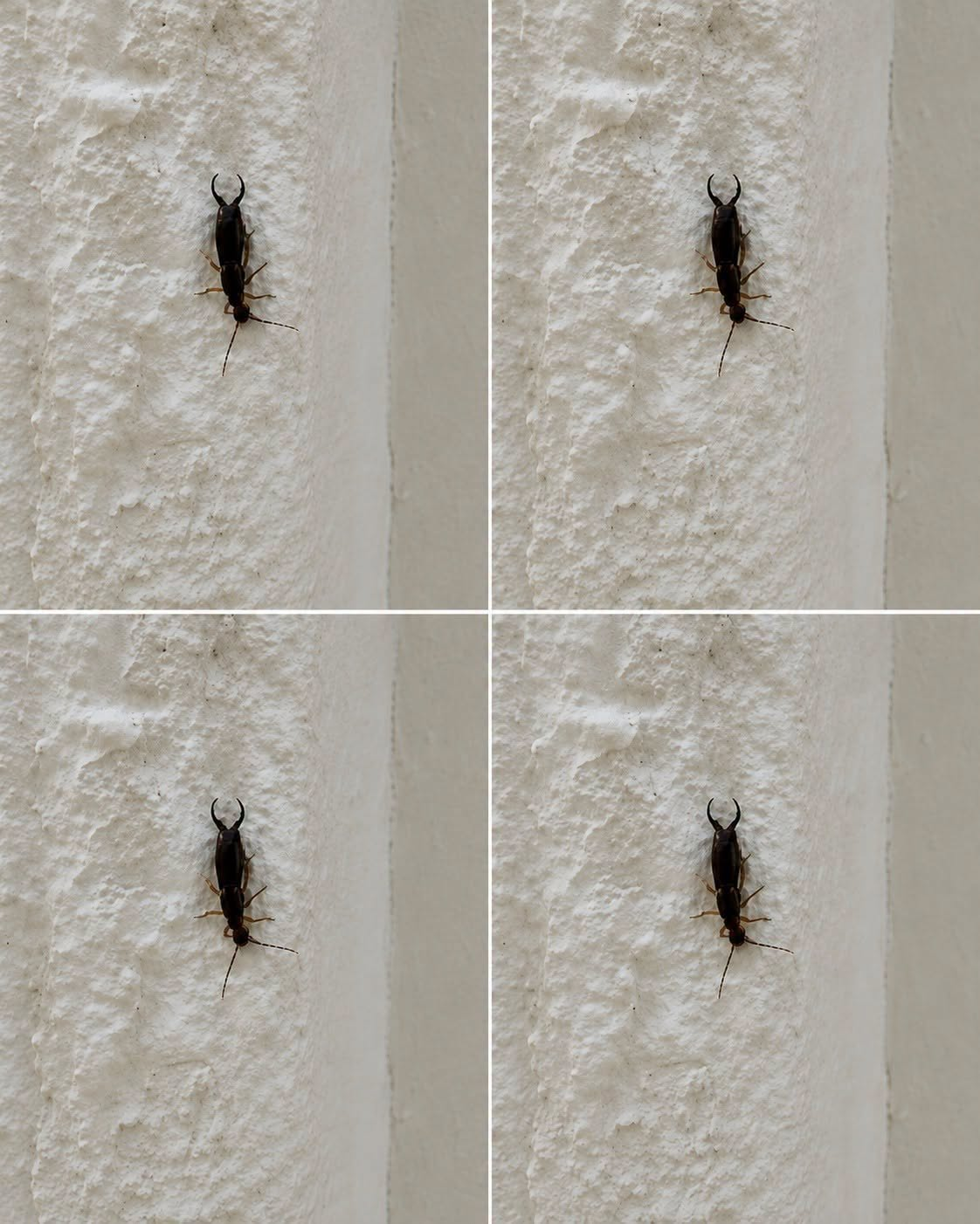 If you have found this insect in your home, it’s a sign that you need to…