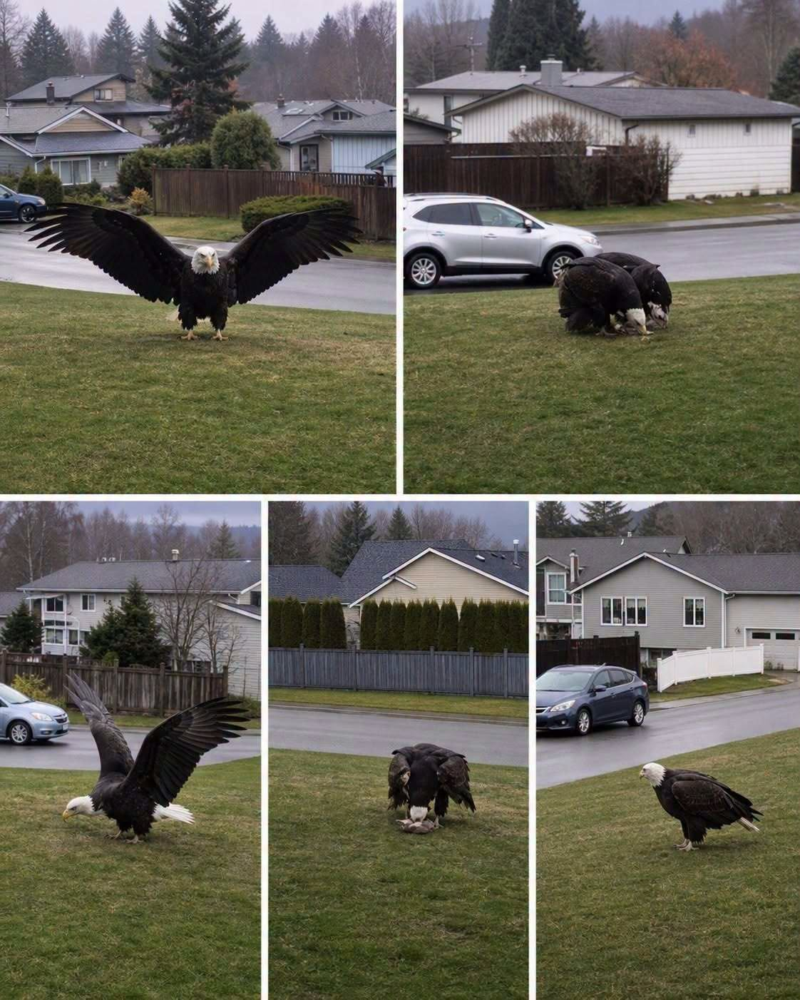 Giant Eagle captured in Bro…