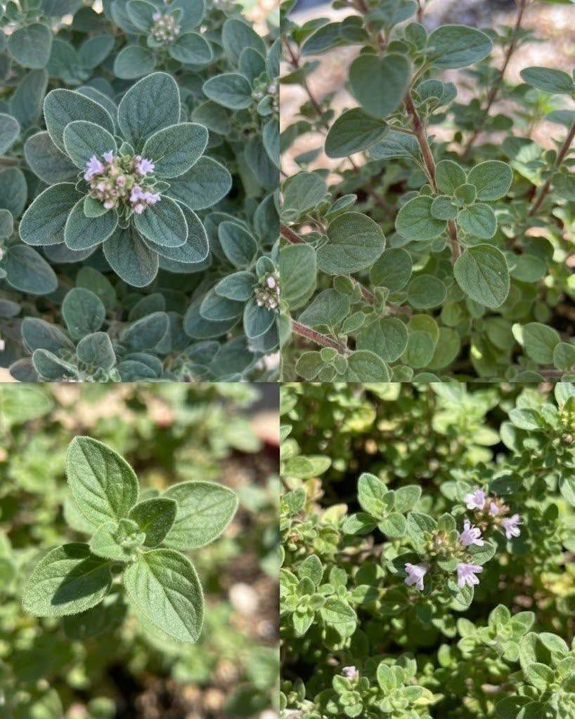 Pennyroyal Oregano: Nutrition, Traditional Uses, and Potential Health Benefits