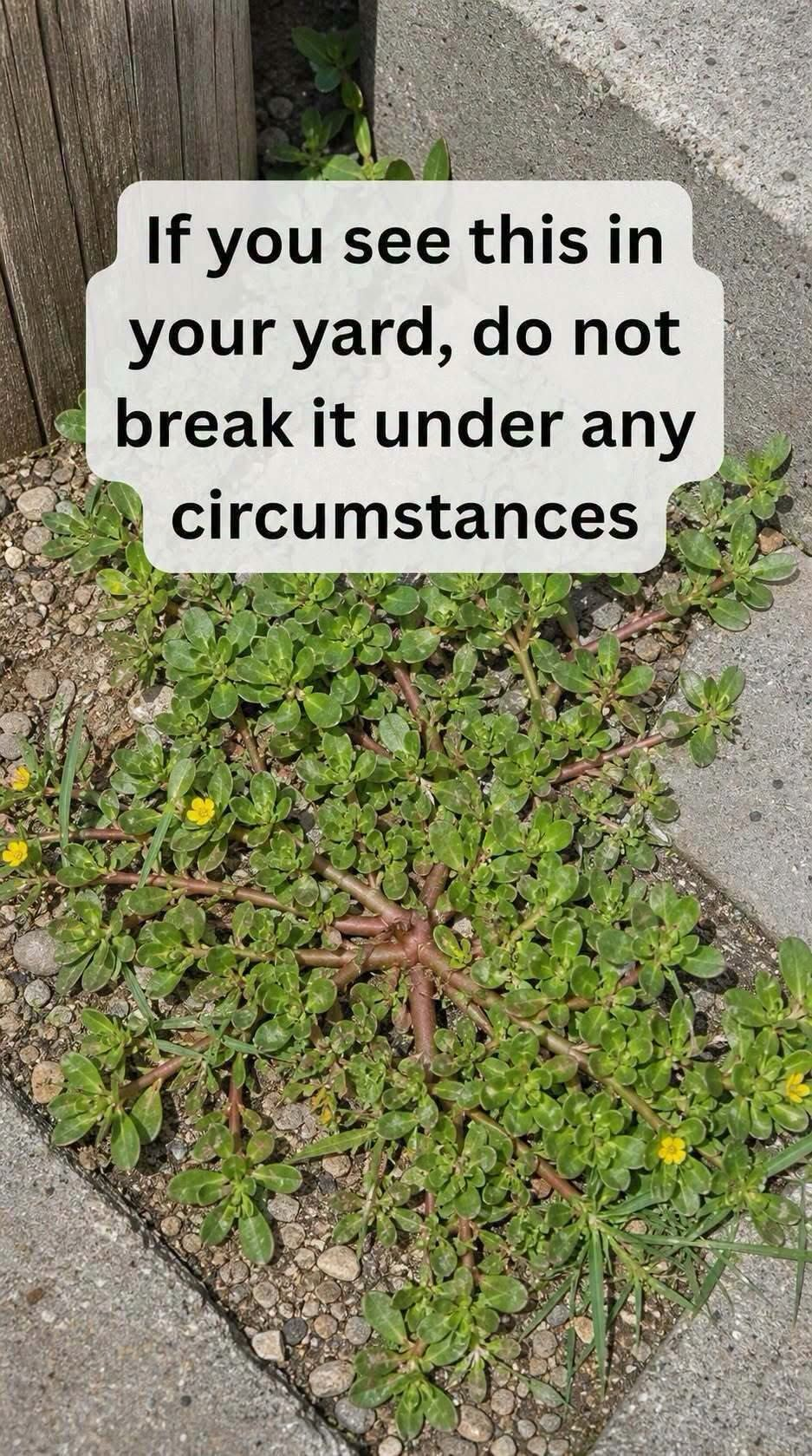 8 Reasons To Leave A Purslane Weed Growing