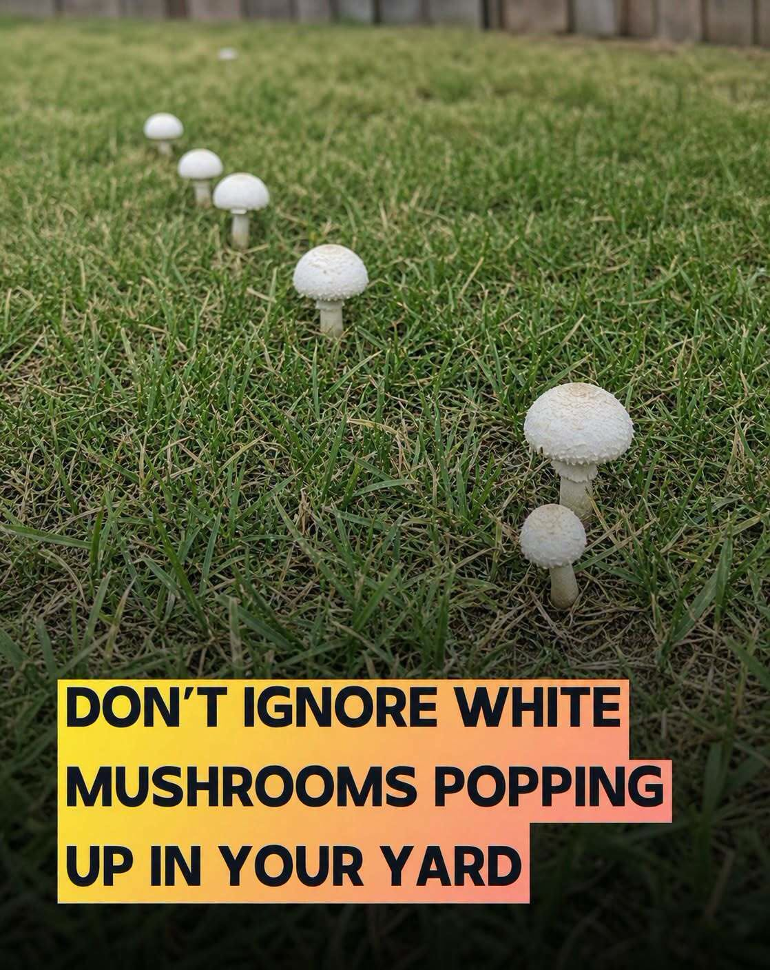 15 Things White Mushrooms In Your Yard Mig