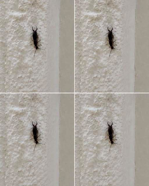 If You Find This Insect in Your Home, Here’s What It Could Mean