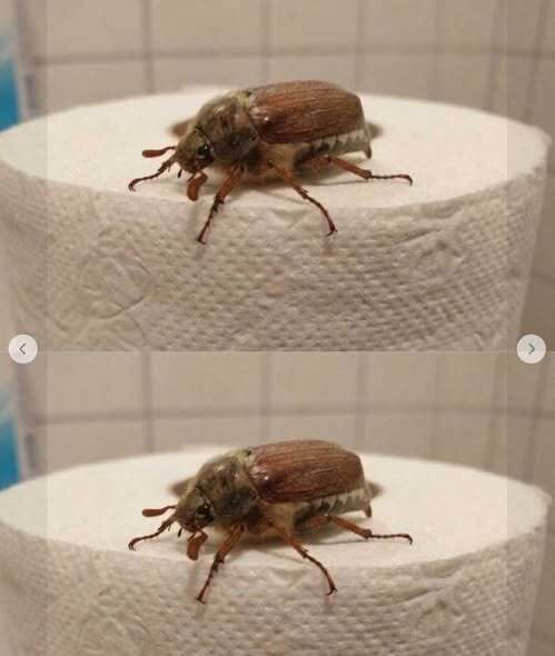What Is This Bug? (And What to Do When You See One)
