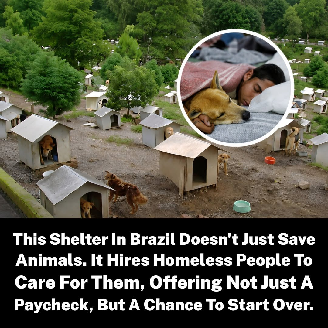 Brazilian Animal Shelter Gives Rescued Dogs — and People Experiencing Homelessness — a Second Chance