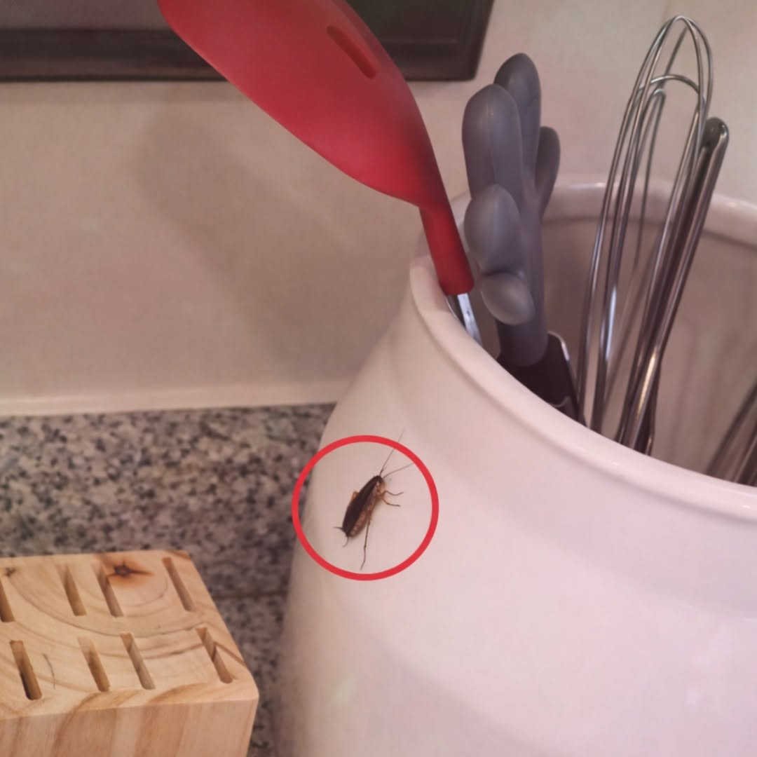 My 5-year-old found this in the kitchen; she was so scared. We’re not sure if it’s something bad.