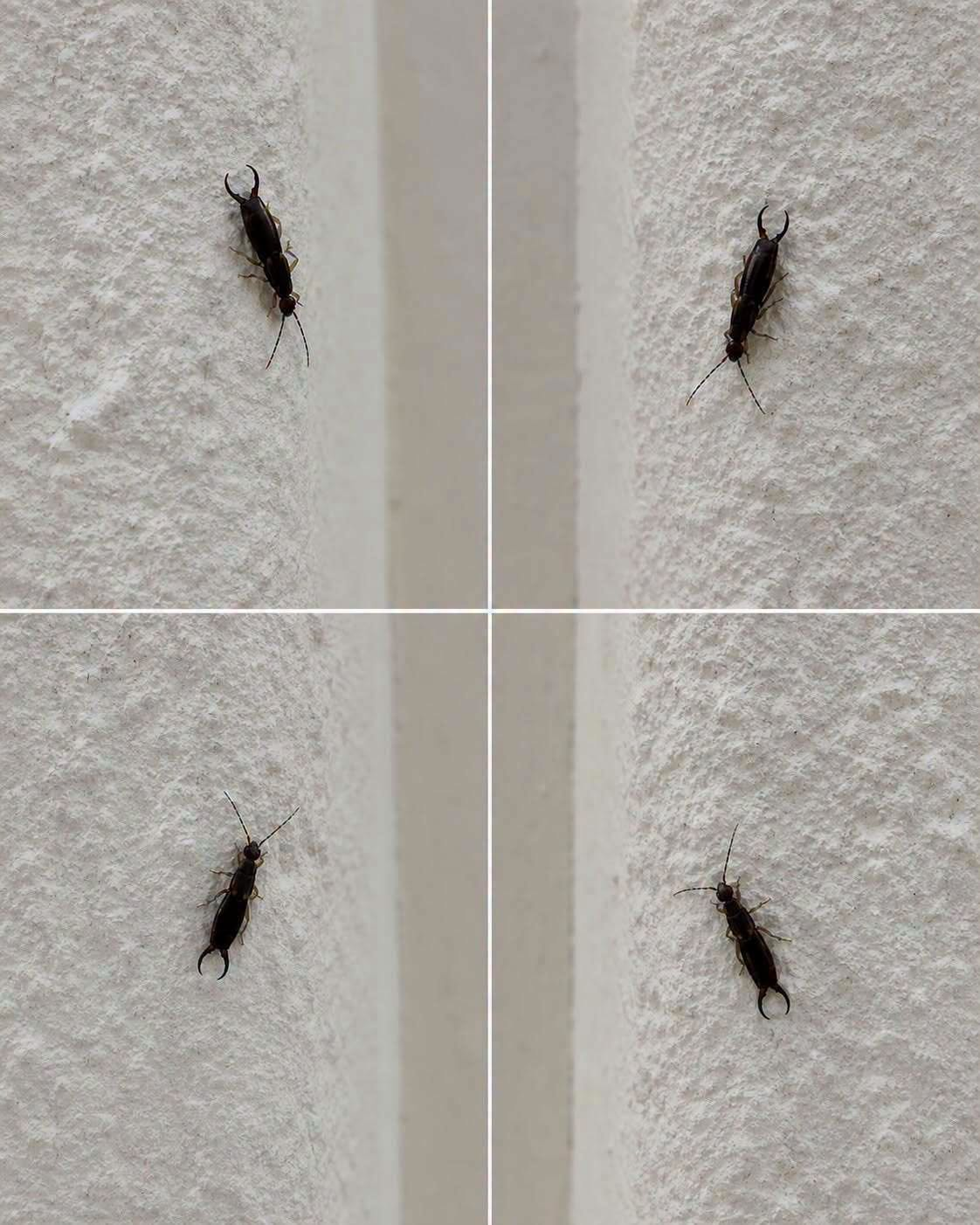 If You Find This Common Insect in Your Home, Here’s What You Should Know