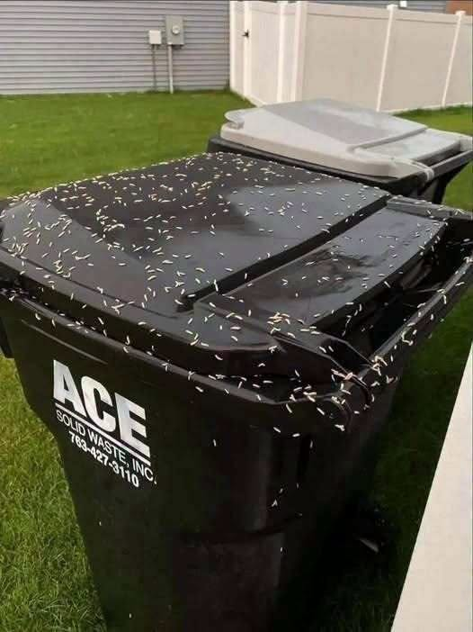 How to Get Rid of Maggots in Your Trash Can and Keep Them Away