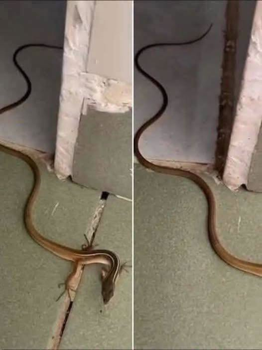 When a Snake Enters Your Home: What It Really Means and What You Should Do