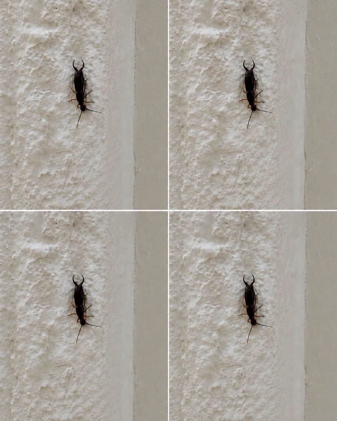 If You Find This Insect in Your Home, Here’s What It Could Mean