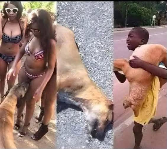 Why Your Dog Is Obsessed With Sniffing Your Private Parts! The Hidden Science Behind This Embarrassing Habit