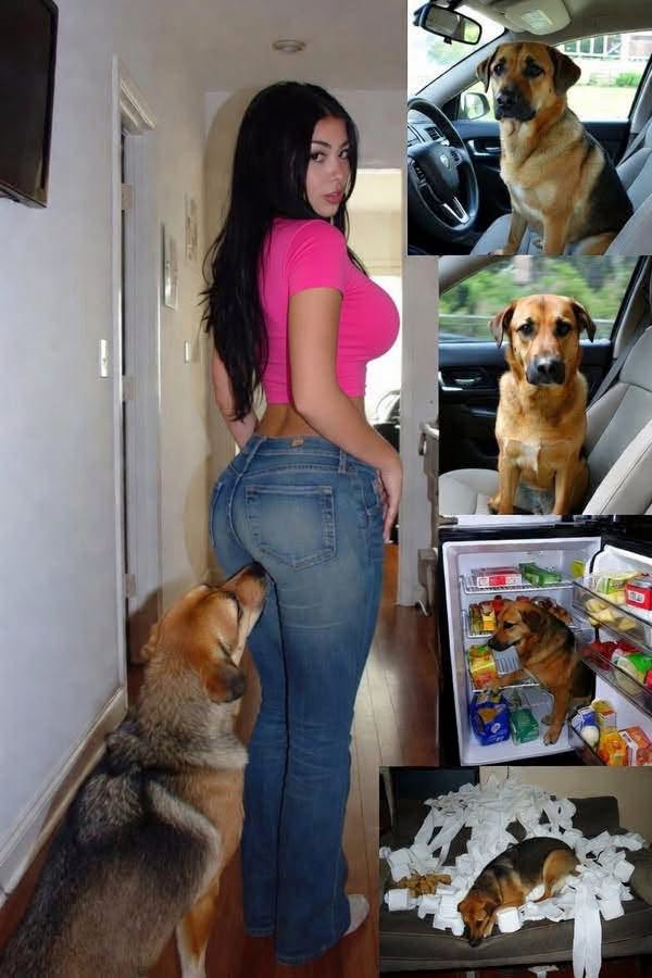 If your dog is sniffing your genital area, it means you have…See more