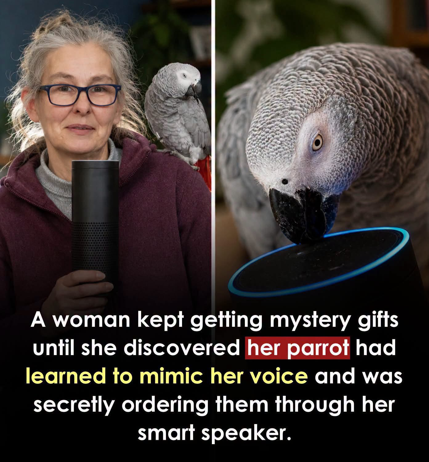 In 2017, Buddy, a five-year-old African grey parrot in London, mimicked his owner’s voice, activated an Amazon Echo and somehow placed an order for £10 worth of golden gift boxes while the family was out.