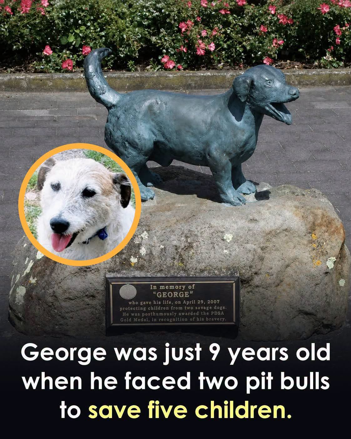 George was barely 30 centimeters tall, but that day, he stood as tall as a giant.