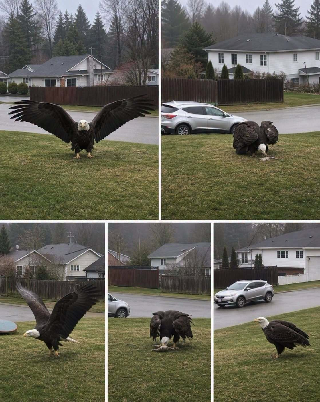 Giant Eagle captured