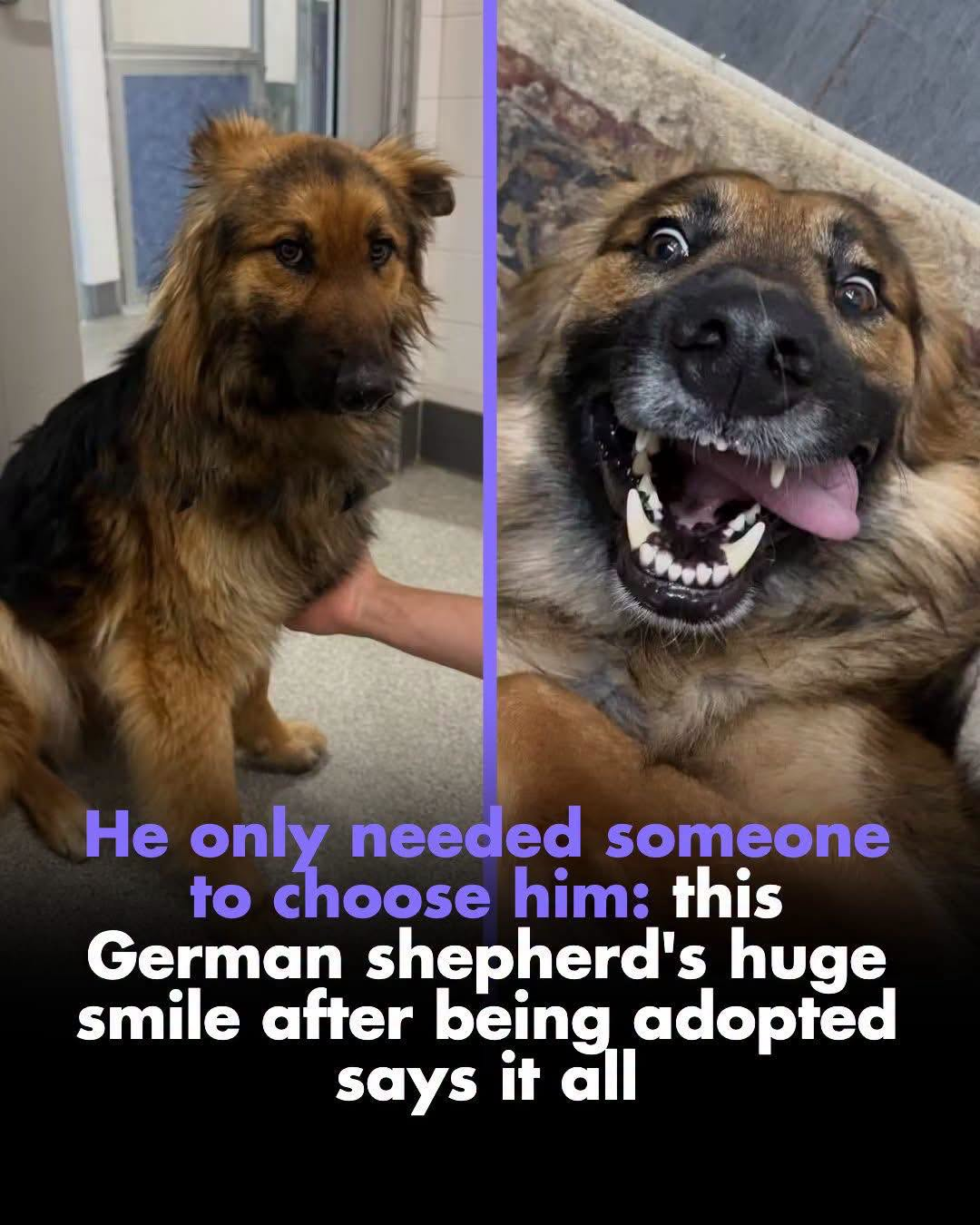 In the first photo, he was still waiting for someone to choose him. In the second, he already knew what it was like to have a home ????.