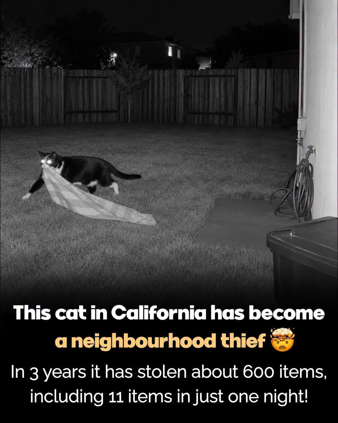 For three years, an entire neighborhood was being robbed… and the thief was a CAT.