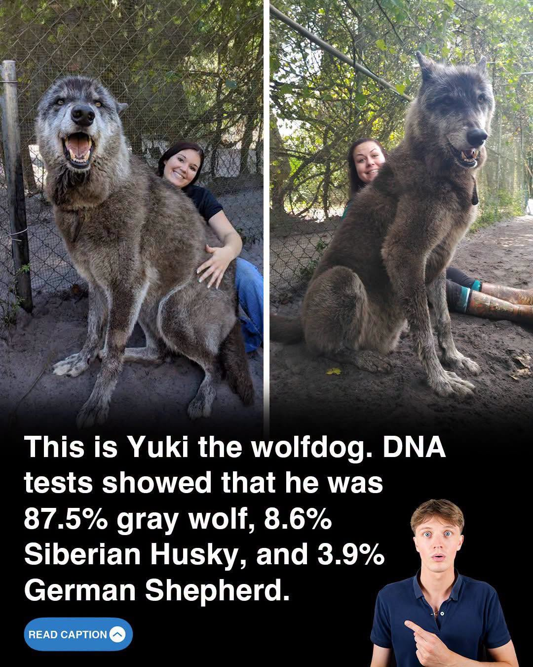 This is Yuki, one of the most famous wolfdogs on the internet.