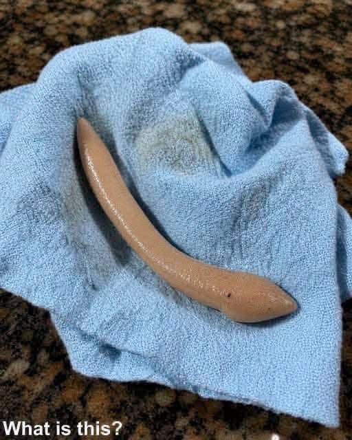 This evening, I walked into my girlfriend’s bathroom and spotted this on the floor