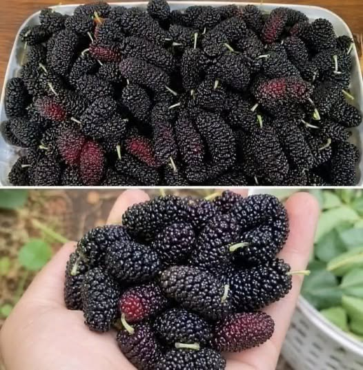 Most People Don’t Know This Fruit Exists—But It May Support Eye Health and Blood Pressure Naturally