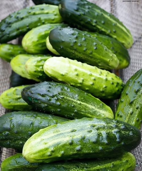 Doctors reveal that eating cucumber in salads causes…