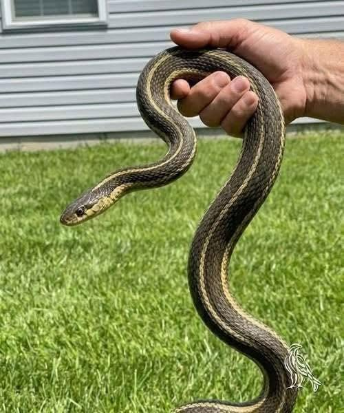 Plants that should not be planted around the house because they attract snakes, everyone needs to know to avoid them. Check the 1st comment