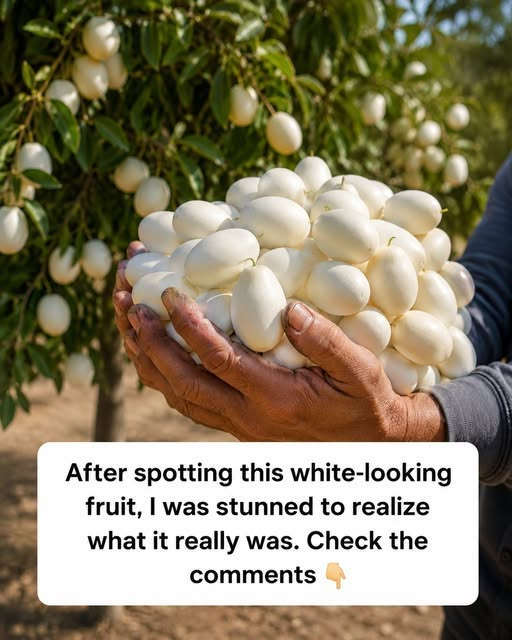 Why Eggplants Got Their Unusual Name