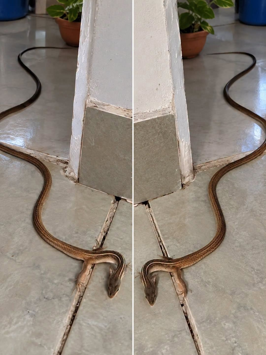 If This Snake Enters Your Home