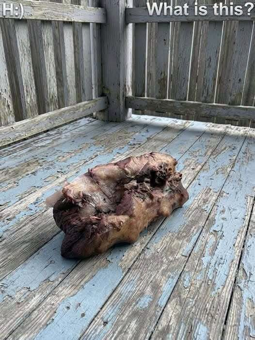 What I Found on My Balcony Froze Me in Terror—Until I Learned What It Really Was