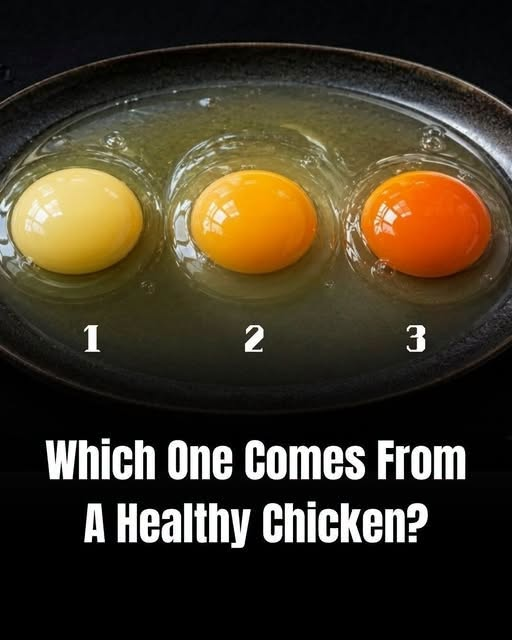 Which Egg Is From The Healthiest Chicken? Choose 1, 2, Or 3 Before Seeing The Answer! ᅠ͏