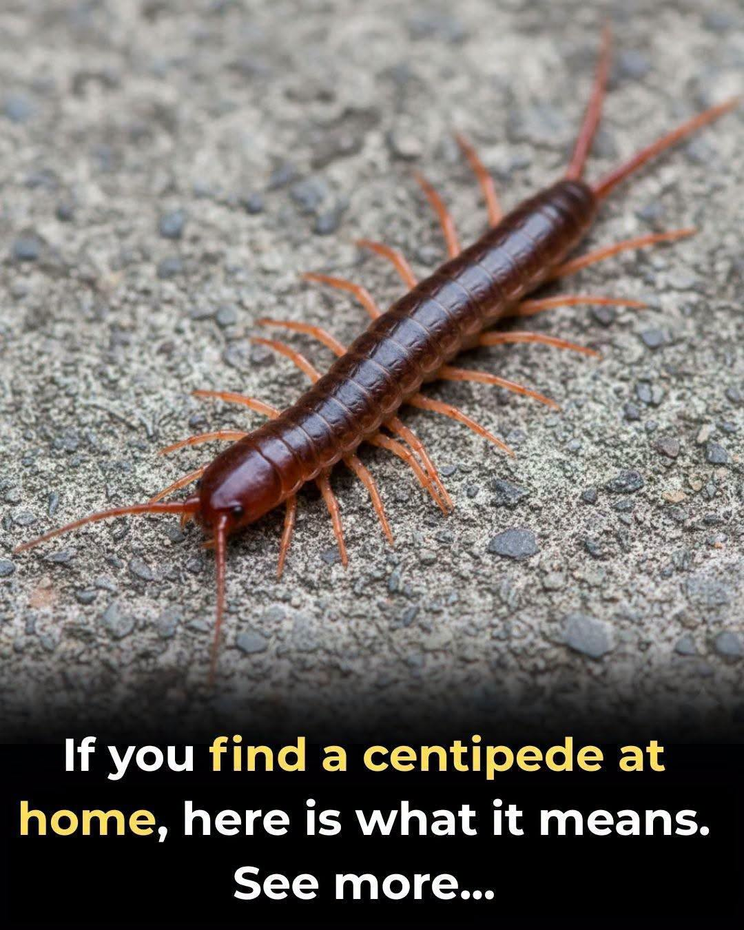 Why you should never kill a house centipede if you find one inside your house
