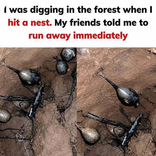I was digging in the forest when I hit a nest. My friends told me to run away immediately