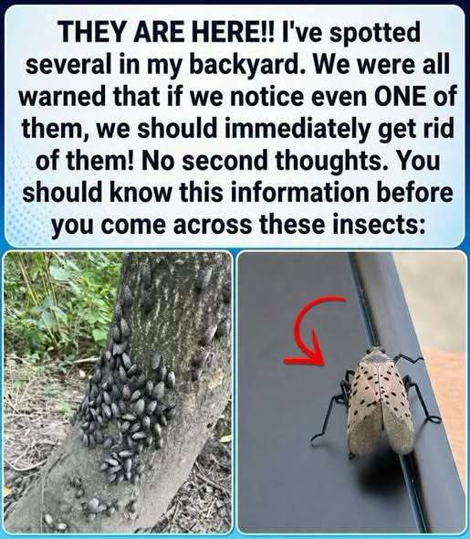 This Gray-and-Red Insect in Your Yard May Be an Invasive Pest