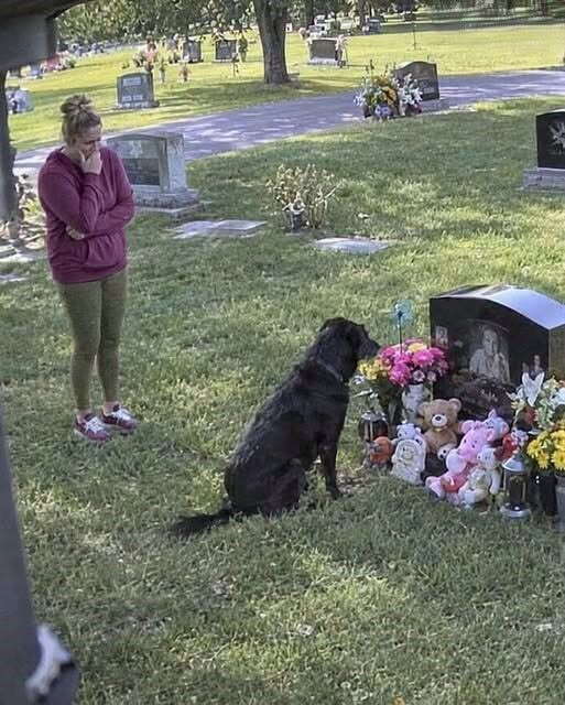 A Strange Dog Sat at My Sons Grave Every Day One Day I Decided to Follow It