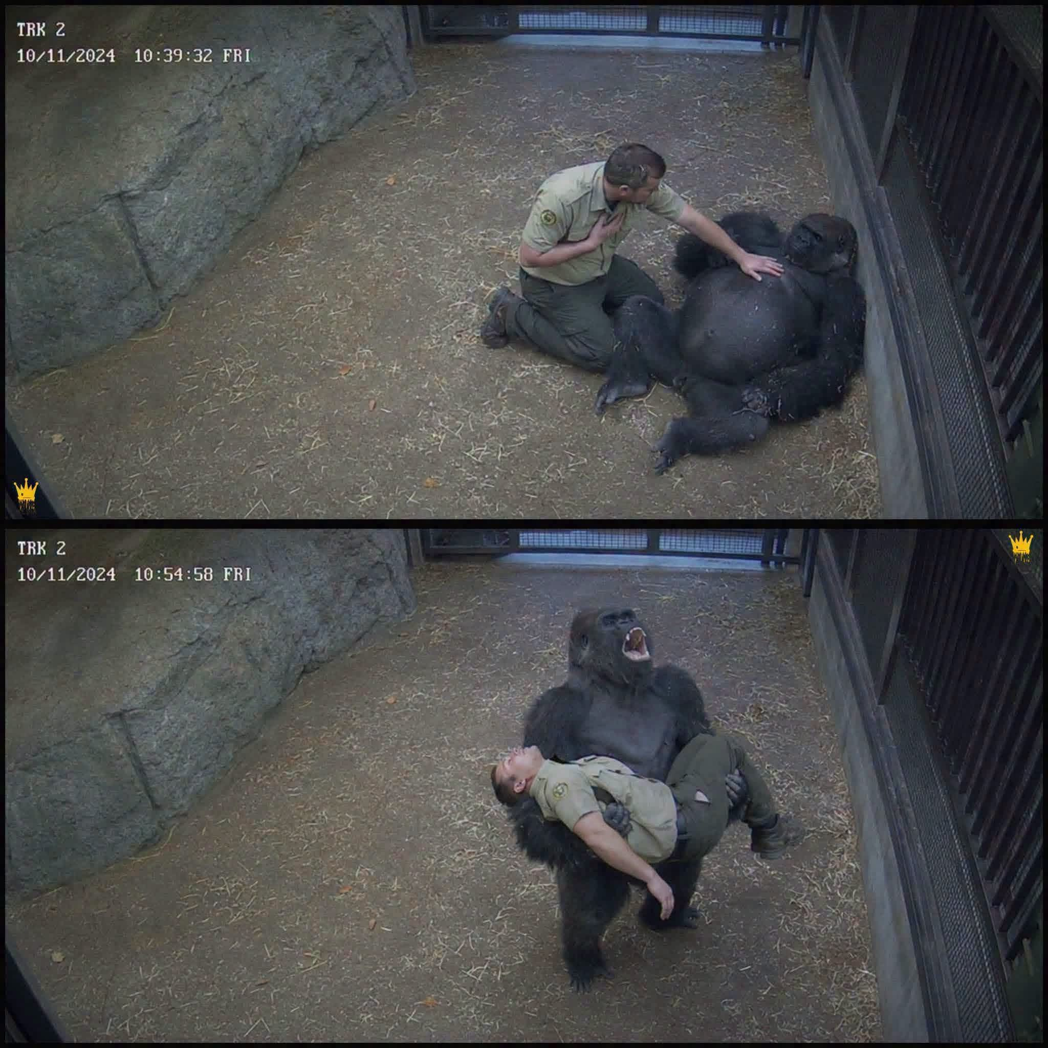 Hero Gorilla’s Cries Save Beloved Caretaker After Sudden Medical Emergency