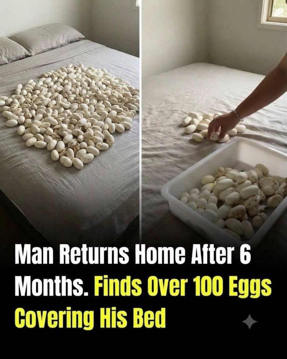 Man Returns Home After Six Months, Shocked to Find More Than 100 Mysterious Eggs Covering His Bed